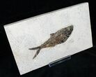 Diplomystus Fossil Fish - Layer #13257-1